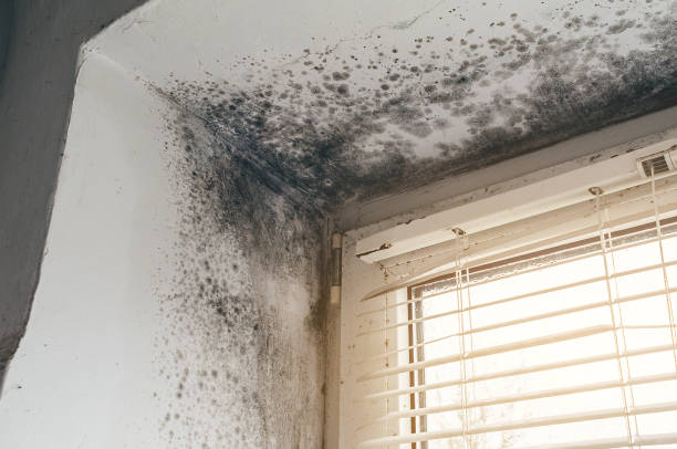 Affordable Mold Inspection And Testing solutions in Hudson, NC